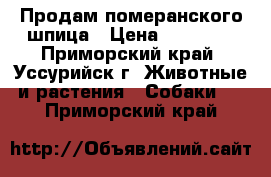 Продам померанского шпица › Цена ­ 20 000 - Приморский край, Уссурийск г. Животные и растения » Собаки   . Приморский край